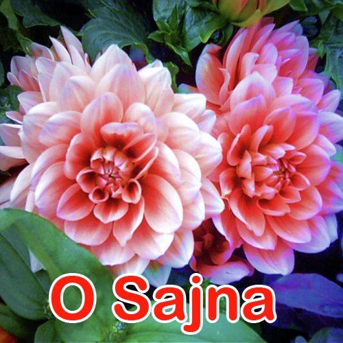 Tanu Shree Songs MP3 Download